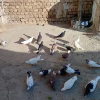 کبوتر
