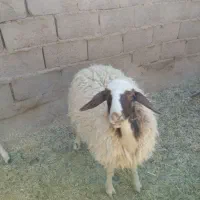 دوعدد بزغاله نر و یک عدد بره|حیوانات مزرعه|طبس, |دیوار