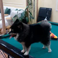 سگ پامرین بلک اندتن اصیل|سگ|کهریزک, |دیوار