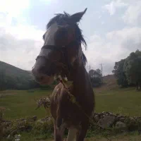 دایچا، کرد ۲ ساله