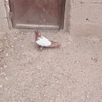 دوتا ککیلی ماده آماده سرحال دو تومن