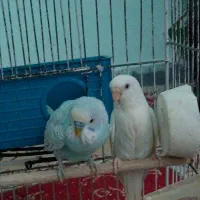 مرق عشق