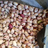 لوبیا چیتی لوبیا قرمز مال کاشت امسال|خوردنی و آشامیدنی|کمیجان, |دیوار