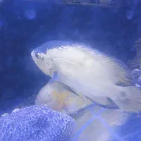 اسکار جفت مولد|ماهی|کرمان, |دیوار