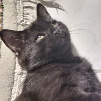 بچه گربه نر بریتیش با شناسنامه