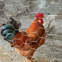 خروس قابل معاوضه با مرغ