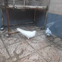 کبوتر با جفت جوجه هاش