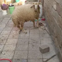 بره پر گوشت وسالم مخصوص نذری