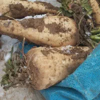 چنر|لوازم جانبی حیوانات|خرم‌آباد, |دیوار