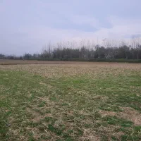 فروش ۵ هزار متر زمین کشاورزی|فروش زمین و ملک کلنگی|شفت, |دیوار