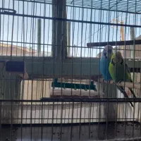 یک جفت مرغ عشق