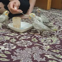 جوجه عروس هلندی