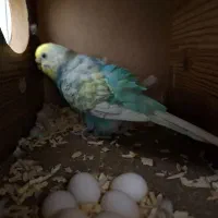 مرغ عشق جوان با ۷ تا تخم|پرنده|قم, حاج زینل|دیوار