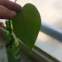 قلمه|گل و گیاه طبیعی|کرج, حصارک بالا|دیوار