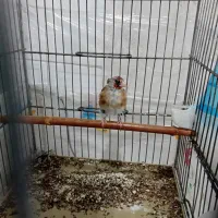 سهره نر بخون رام