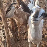 کهره و قوچ|حیوانات مزرعه|مهران (هرمزگان), |دیوار