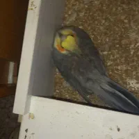 عروس هلندی بسیار خوب نیمه دستی