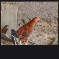 یک عدد خروس