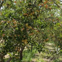 باغ-بسیار-سرسبز-و-آباد
