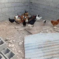 مرغ تخم گذار