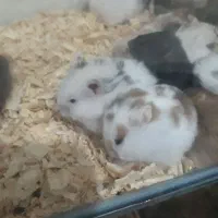 همستر خانگی|موش و خرگوش|قدس, شهرقدس|دیوار