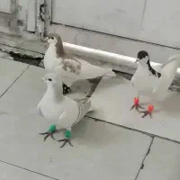 کبوتر ساده چپ راست خال
