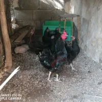 مرغ محلی