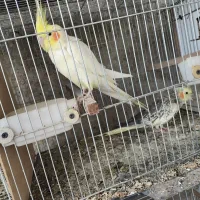 عروس هلندی|پرنده|اشنویه, |دیوار