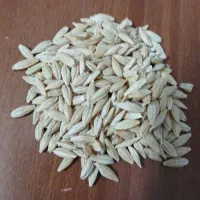 فروش سویا برزیل وجو ذرت