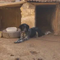 توله لاس روزگاری ۹ ماه|سگ|خنجین, |دیوار