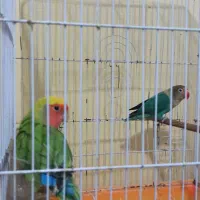 پرنده|پرنده|اهواز, معین زاده|دیوار