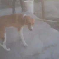 سگ گمشده نگهبان