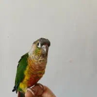 جفت طوطی گرینچیک