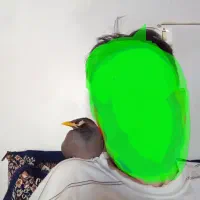 مرغ مینا در فیروزادمرد فسا گمشده