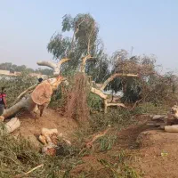 خریدانواع چوب درخت ودرخت ایستاده