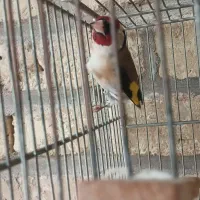 سهره سفید|پرنده|اندیمشک, |دیوار