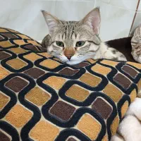 واگذاری گربه