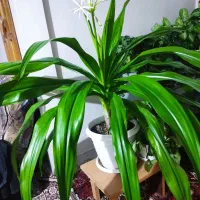 گل اشک ملکه