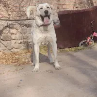 گارد ۳ ساله توله کارد عوض دوزدوزان