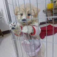 فروش بعلت نبودوقت|سگ|فردیس, شهرک شهید حسینی|دیوار