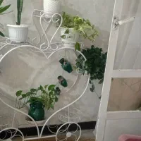 استند گل سالم و بی ایراد