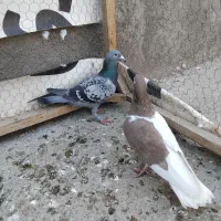 چپ سرخ نر تیغ سفید وسبز پولکی نر