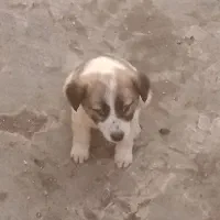 سگ نر