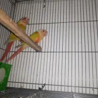 جفت گرینچیک