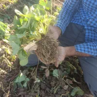 نهال کامارس پربار|عمدهفروشی|خان ببین, |دیوار