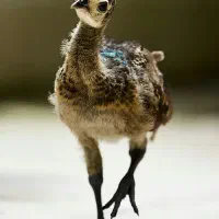 جوجه طاووس هندی