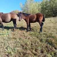 کره اسب نر 6ماه|اسب و تجهیزات اسب‌سواری|سیلوانه, |دیوار