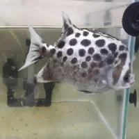 ماهی های آکواریومی درجه یک من