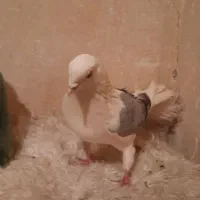 نردوکت سبز پرشی بازی دار|پرنده|خمینی‌شهر, |دیوار