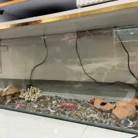 آکواریوم ماهی